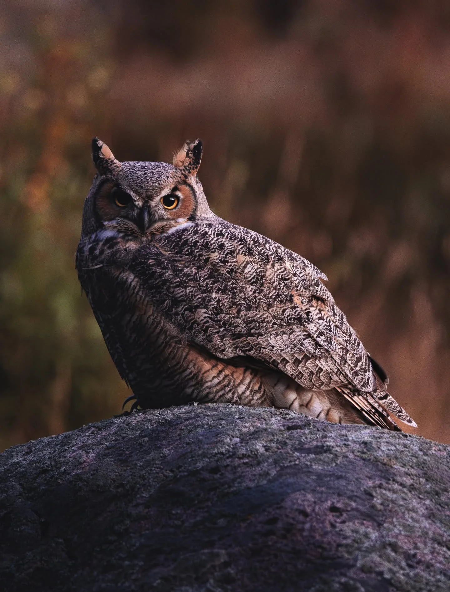 Best thing about getting out in the woods chasing critters is that you occasionally stumble across one that you didn't expect. I was following bugles, and had thankfully escaped all the crowds when I walked up on this owl hanging out on a boulder. He