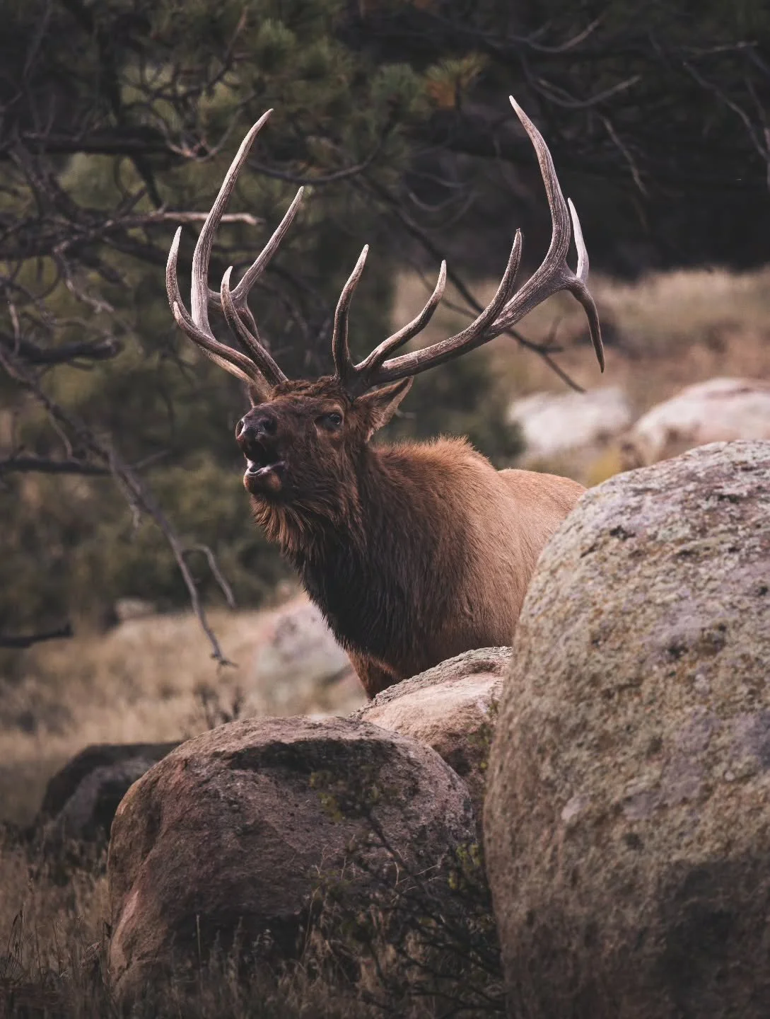 Someone wouldn't stop screaming from behind the rocks all evening. 
.
.
.
.
#bugle #elk #elkrut #estespark #rockymountainnationalpark #rockymountainelk #rmef_official