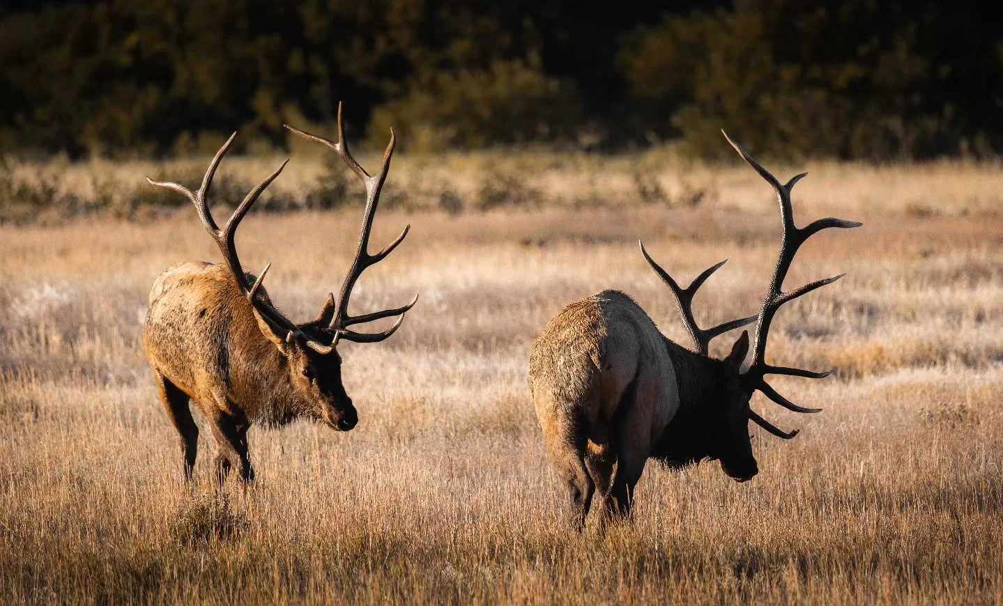 Diplomatic relations. 
.
.
.
.
#elk #elkrut #rockymountains #rockymountainelk