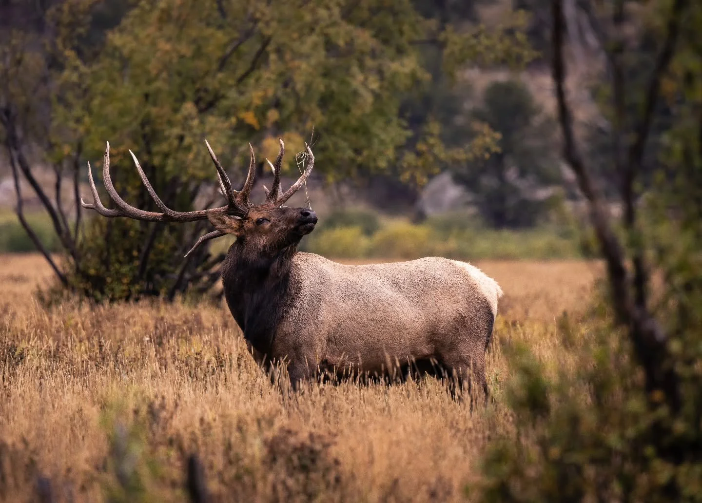 Hit the pose. 

#elk #elkphotography #wildlifephotography #canonwildlifephotography #canonusa