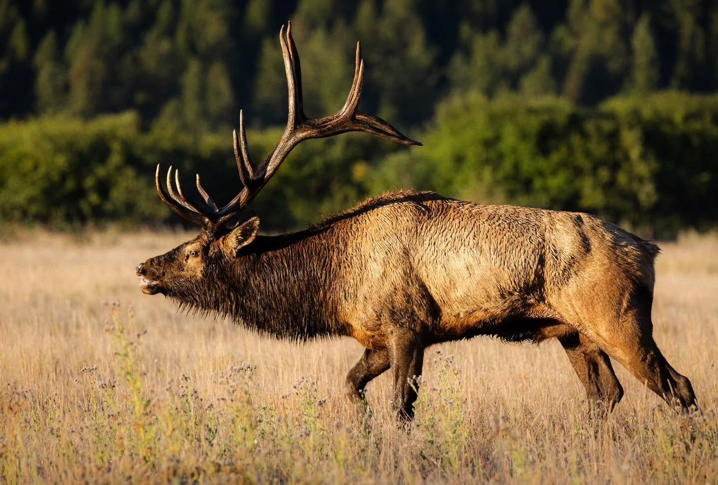 Lip curling and ready to start some shi... 
.
.
.
.
.
#elk #rockymountains #wildlifephotography #canonusa #canonwildlifephotography