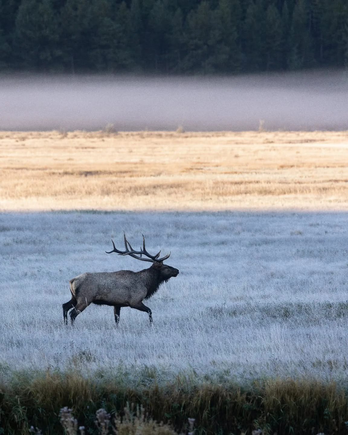 Elk doing elk things on a frosty morning last fall. 
.
.
.
.
#rmef #elk #wildlifephotography #canonwildlifephotography
