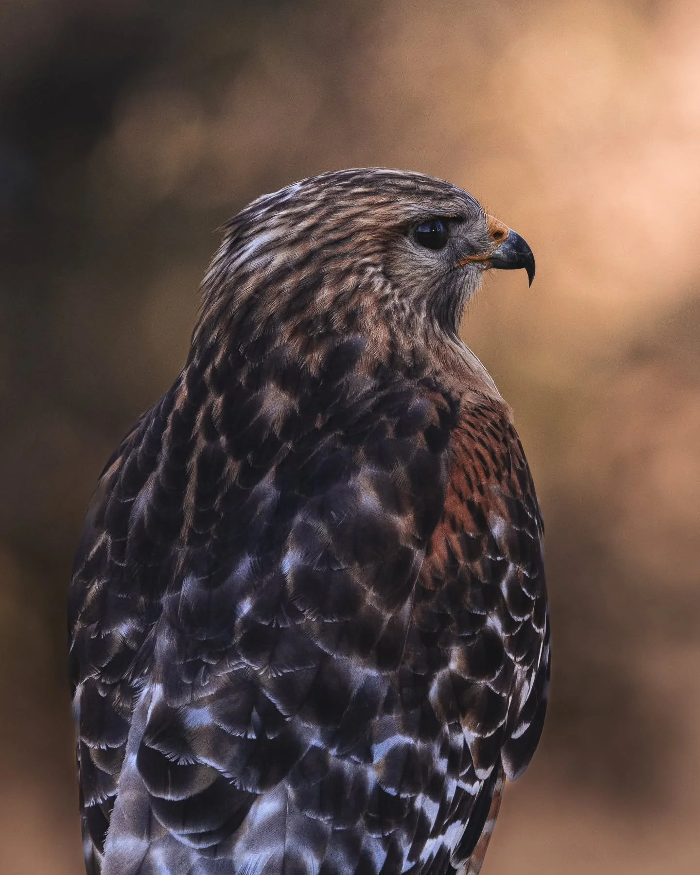 This fine fellow came to visit my backyard today, and was kind enough to pose for a quick photo. 
.
.
.
#hawk #birdphotography #birdsofprey