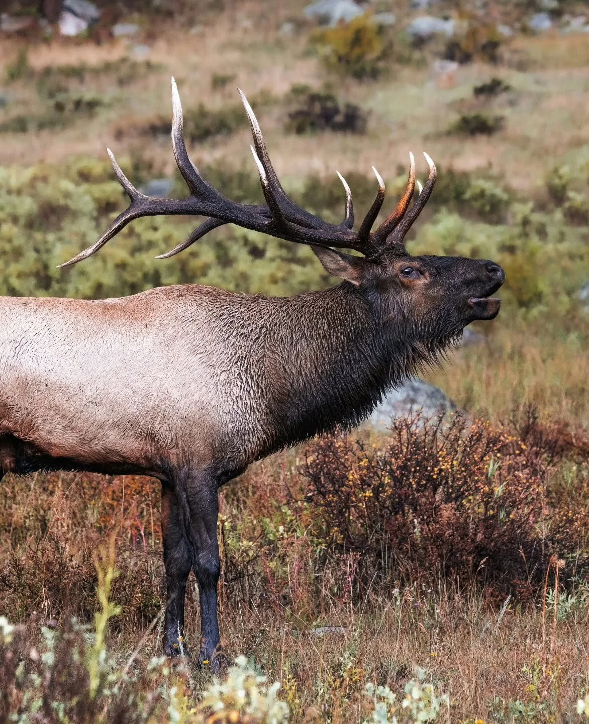 Elk doing elk things.