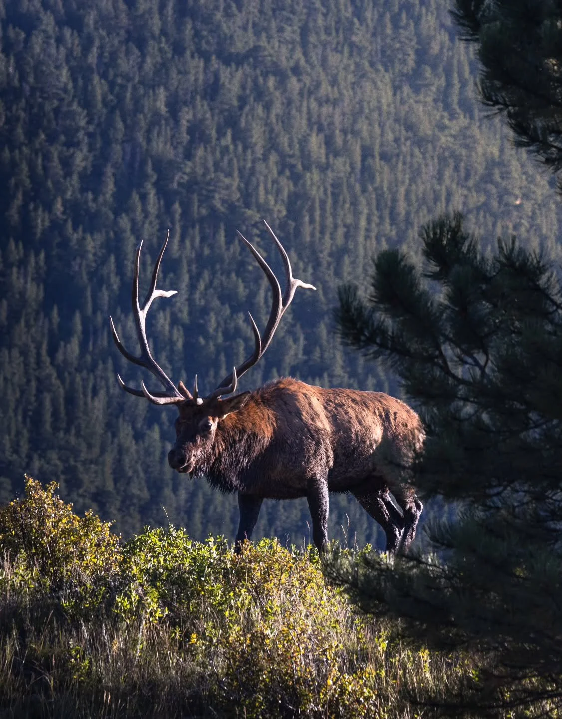 More forgotten photos from past trips to the mountains. 
.
.
.
.
#elk #nationalpark #wildlifephotography #canonwildlifephotography