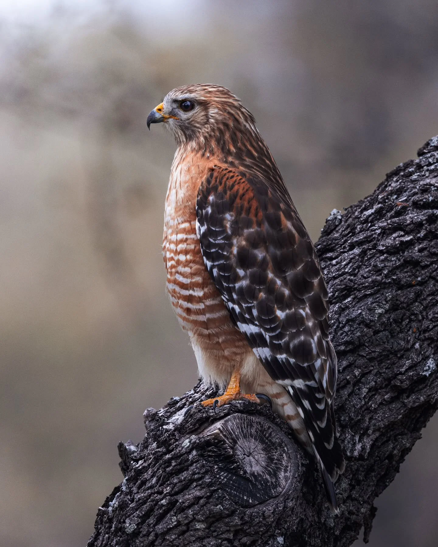 My hawk friend returned the other day, and was nice enough to let me get pretty close for this photo. 
.
.
.
#birdphotography #raptor #hawk #canonwildlifephotography #shotoncanon