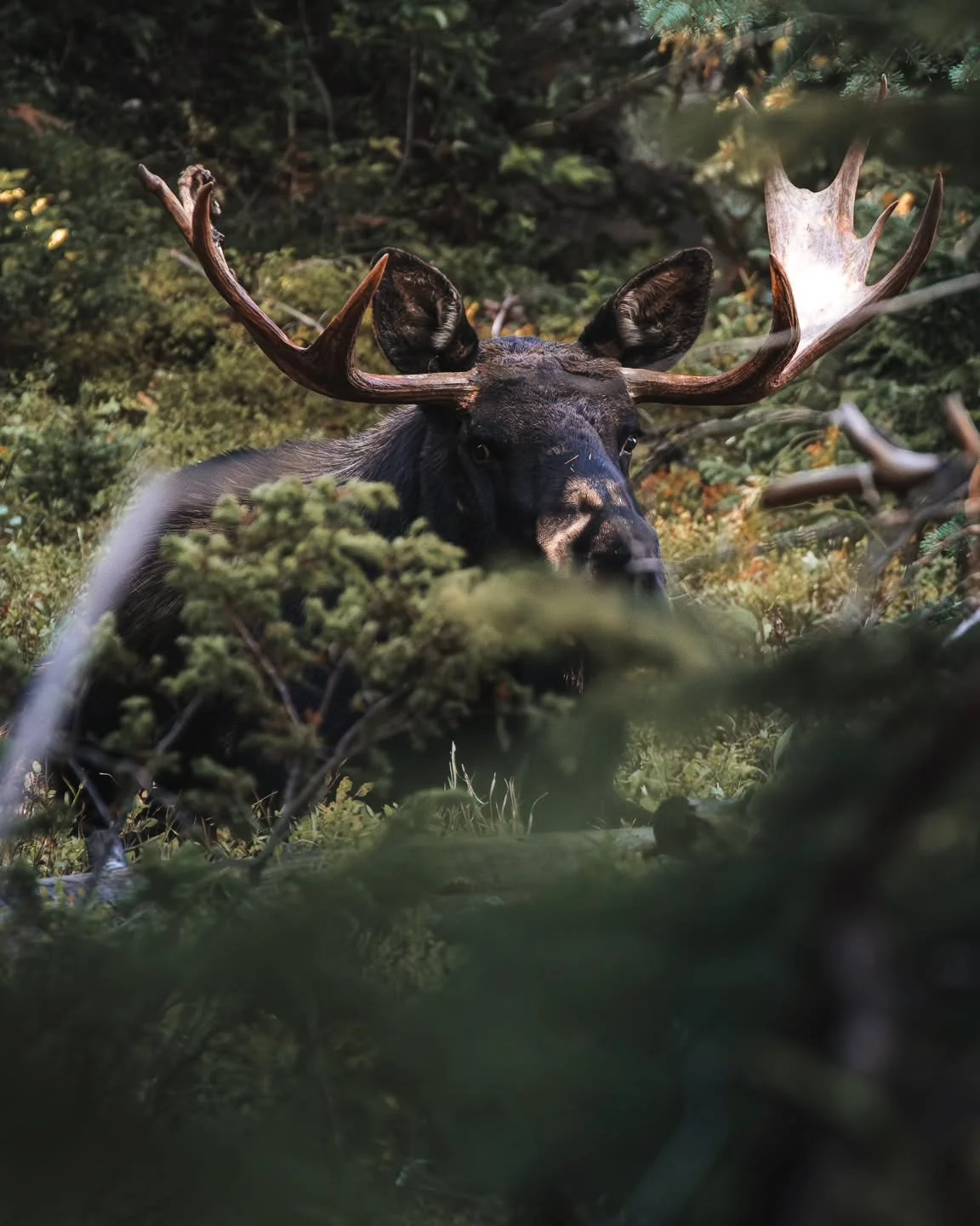 My brother and I were hiking early on this September morning when I spotted this fellow laying less than 20 yards off the trail we were on. After a mild heart attack, we found that he was pretty relaxed and I snapped a couple of photos before we carr