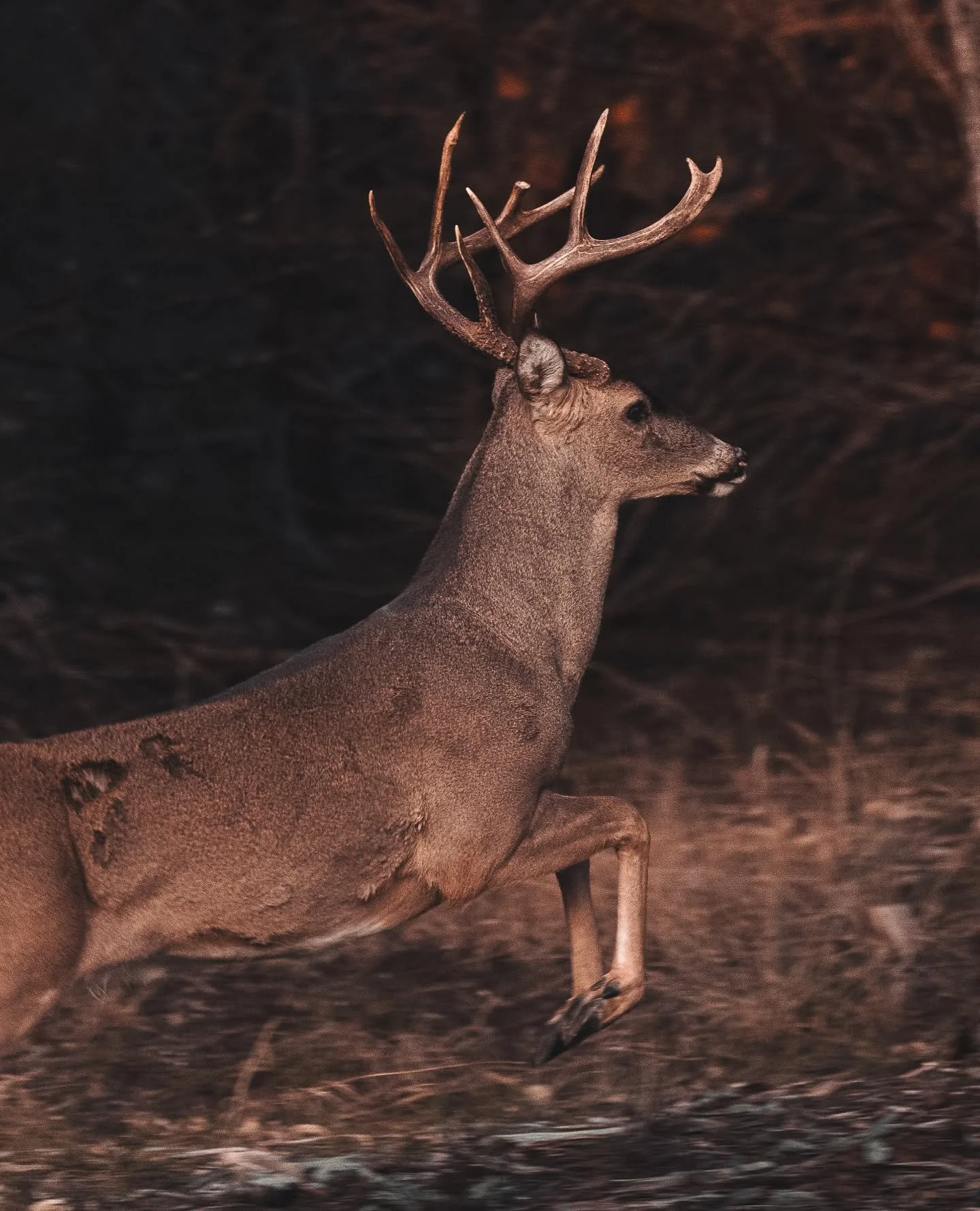 Little throwback to some fall photography in the woods. 
.
.
.
#wildlifephotography #whitetail #whitetaildeer #deer