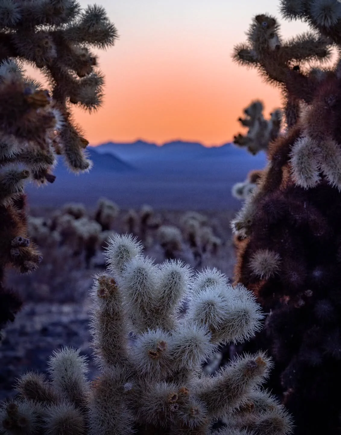 A little throwback to a nice sunrise at @joshuatreenps 

Have you visited this otherworldly little slice of California? 
.
.
.
#joshuatree #chollacactusgarden #california #canonusa