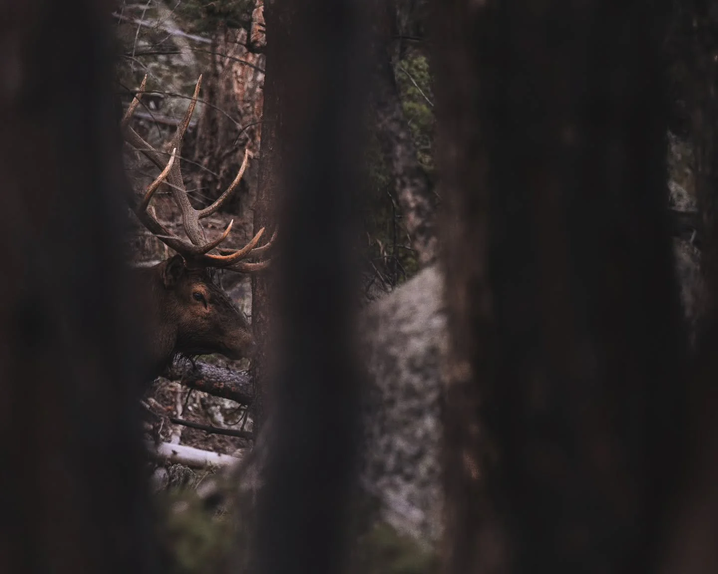 Sneaking through the dark timber. 
.
.
.
.
.
#elk #wildlifephotography #forests #canonwildlifephotography #canonusa
