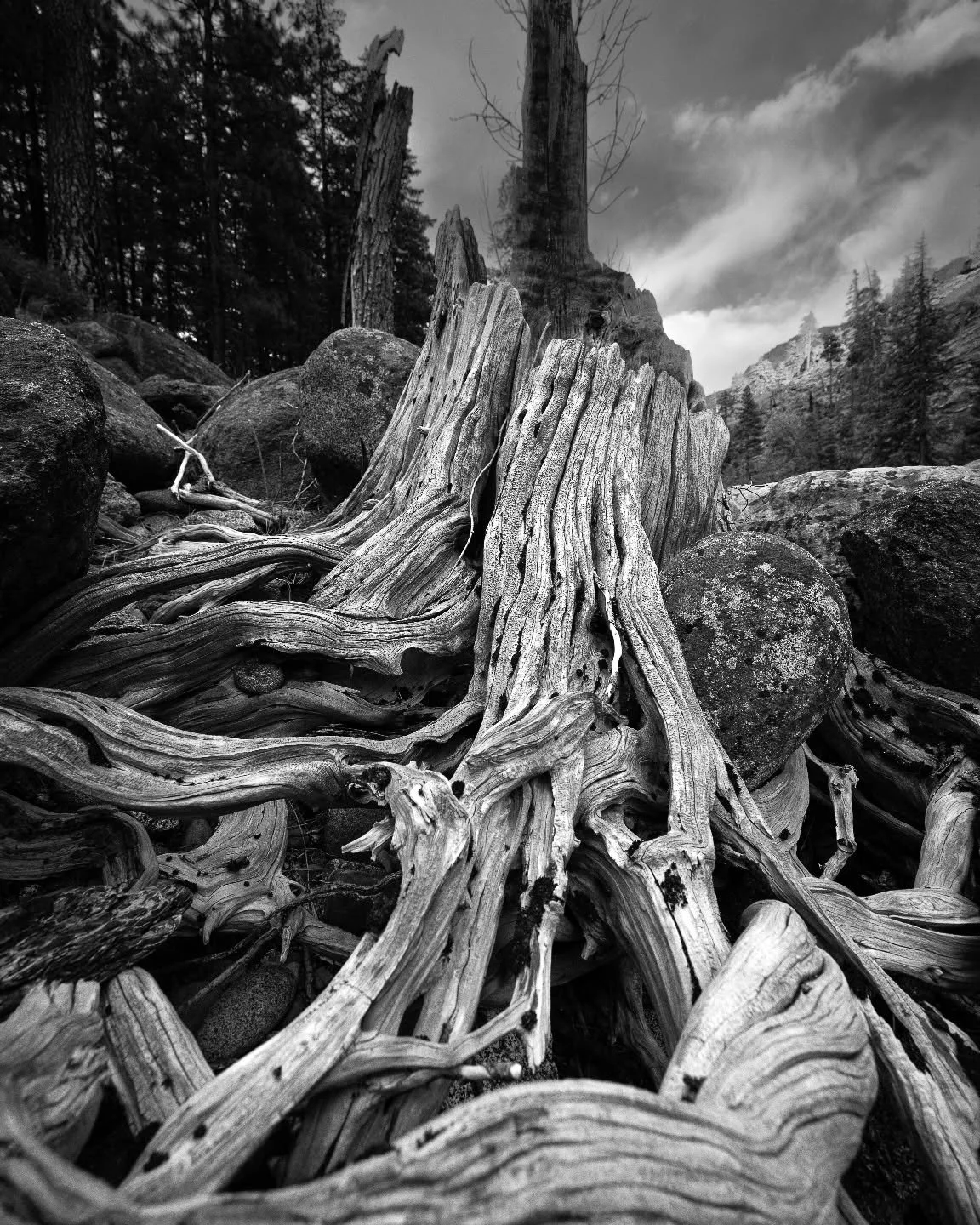 Just a gnarly old stump. In black and white. 
.
.
.
.
#blackandwhitephotography #trees #old