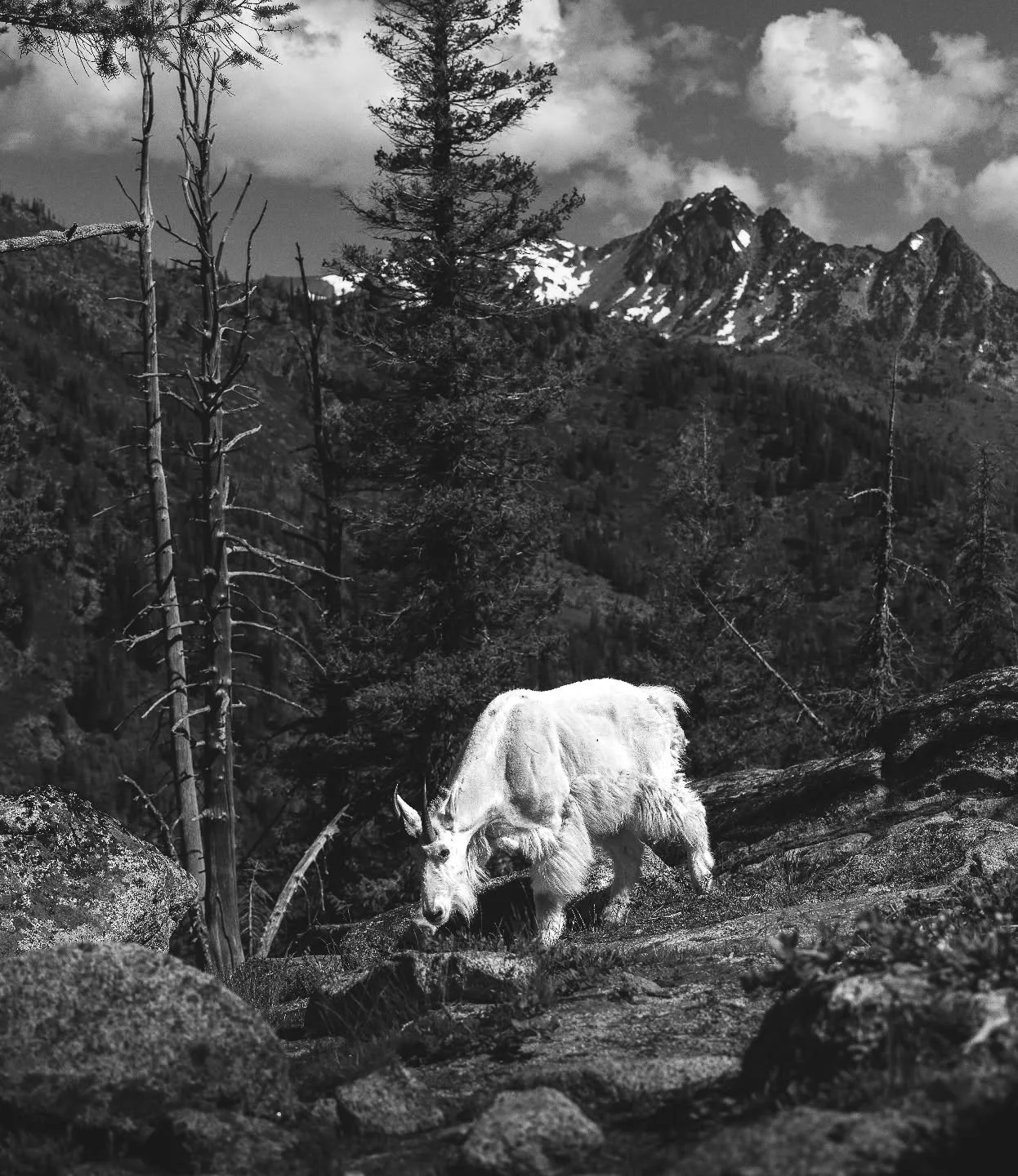 Probably as close as I'll ever get to a mountain goat. Pretty neat experience. 
.
.
.
.
#wildlifephotography #blackandwhitephotography #canonwildlifephotography #canonusa #hiking