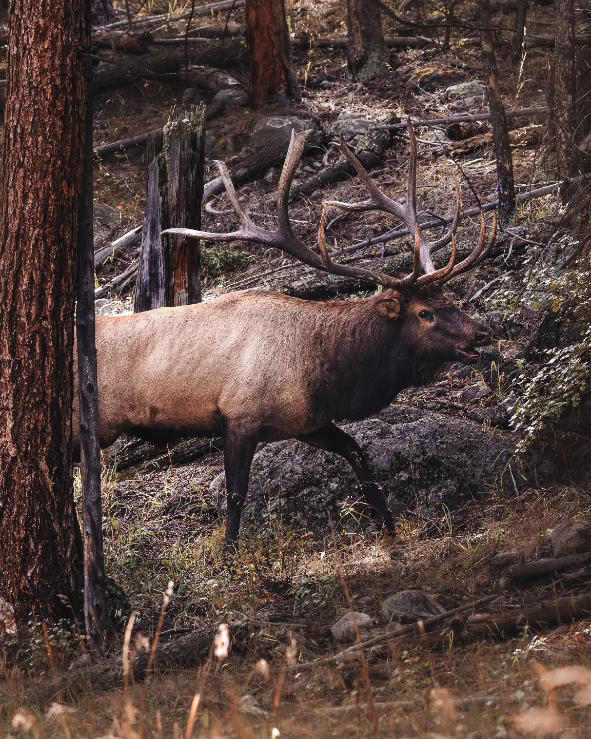 I wonder who will claim his spot this year? It may be a little while before a bull this iconic prowls the meadows and forests. 
.
.
.
.
#split5 #rockymountainnationalpark #elk #wildlifephotography