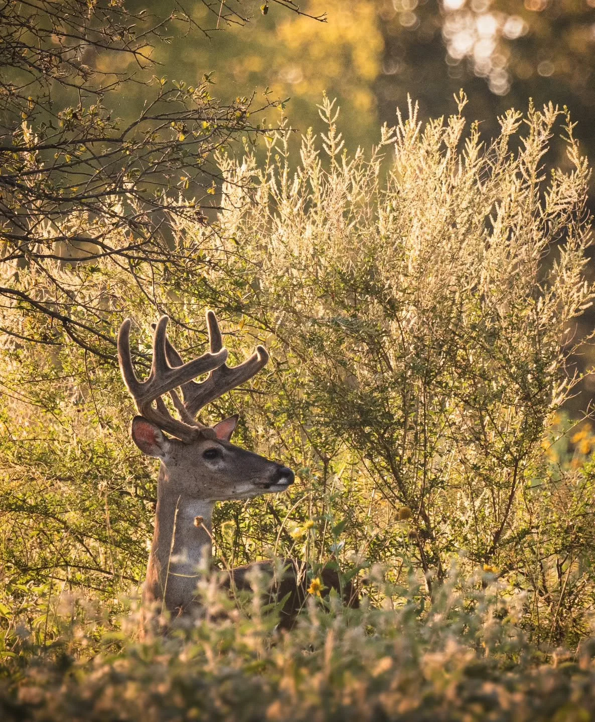 Only a month or so til peak velvet growth. 
.
.
.
.
#velvet #bucks #wildlifephotography #canonusa #canonwildlifephotography