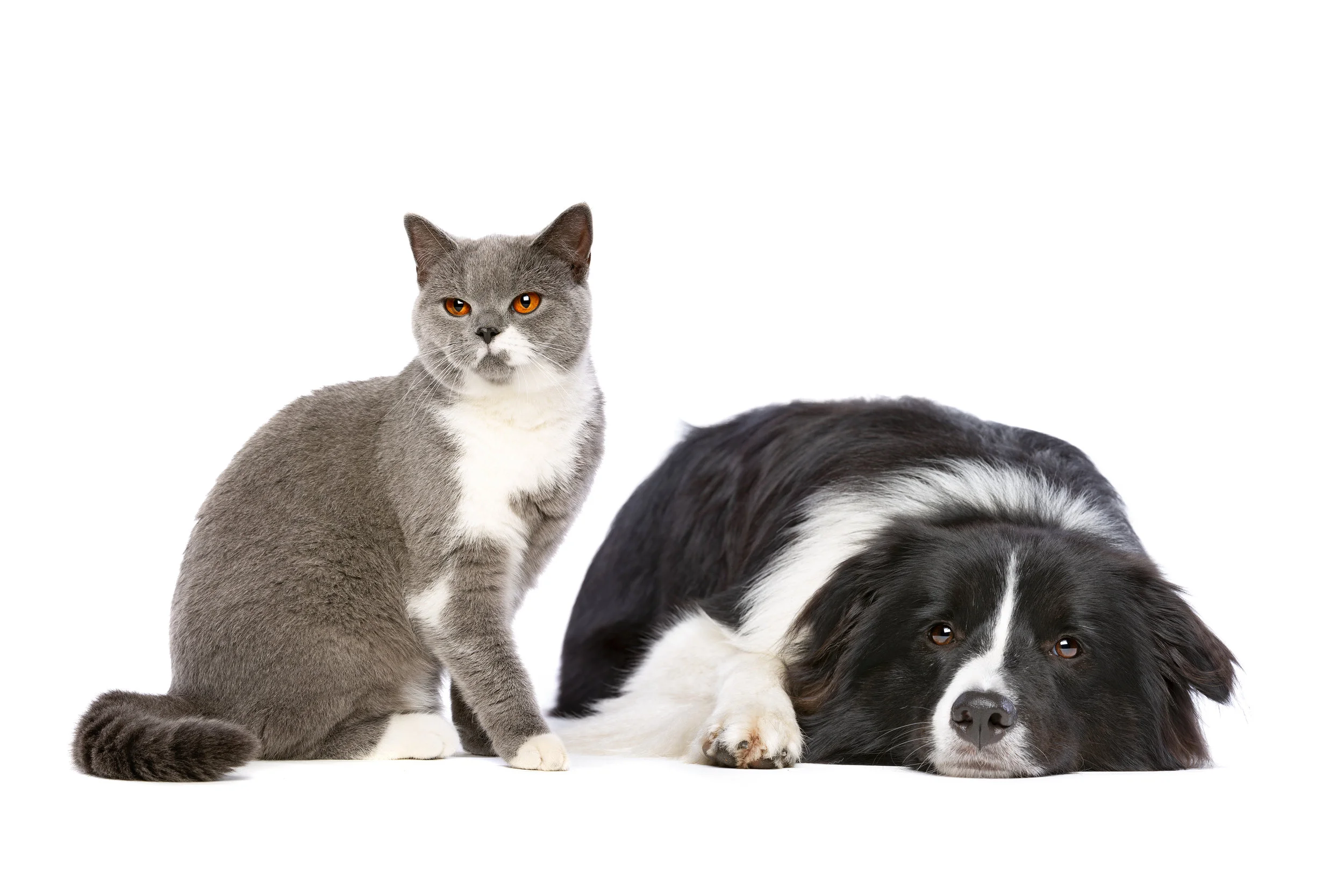 dog-and-cat-C92GFBS.jpg