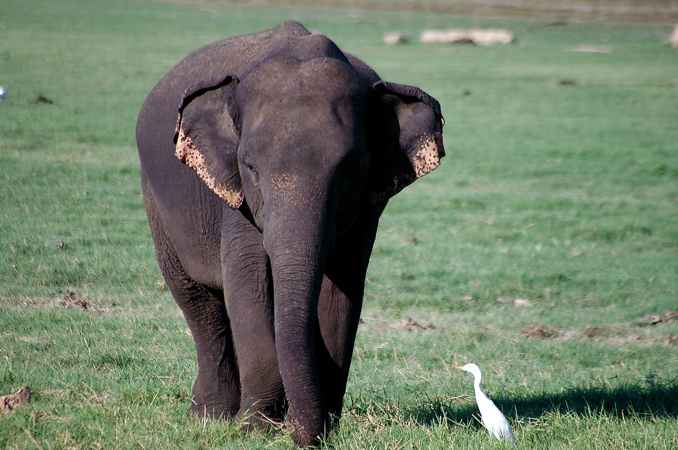 DSC_4425 orphan.jpg