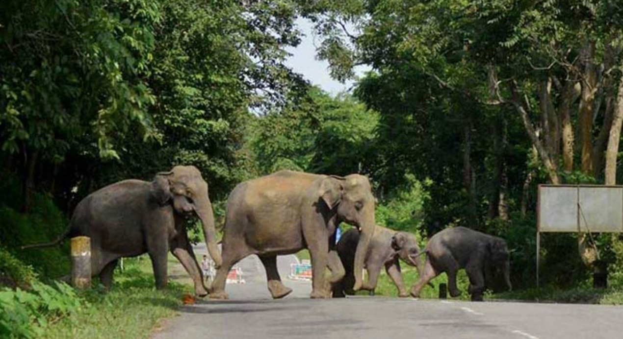 Assam, India: As elephant habitat is being stolen, more elephants are also being electrocuted.