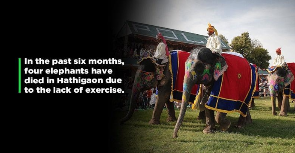 Rajasthan: Hathigaon Elephants Covid and Tuberculosis.