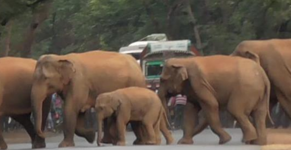 Odisha, India: Least understood elephant herds in all Asia!