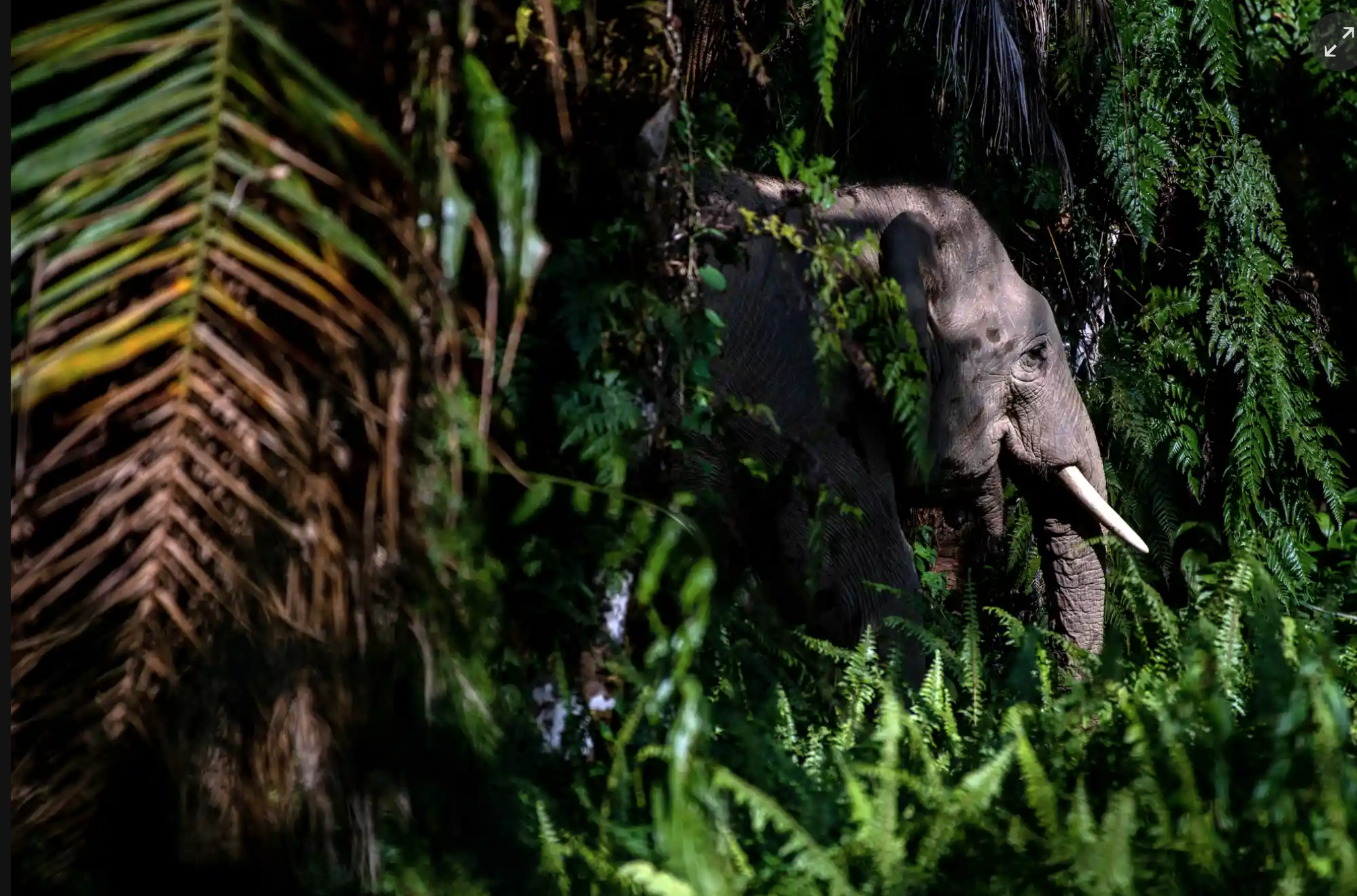 Learn more about Palm Oil and its impact on elephants (in pictures).