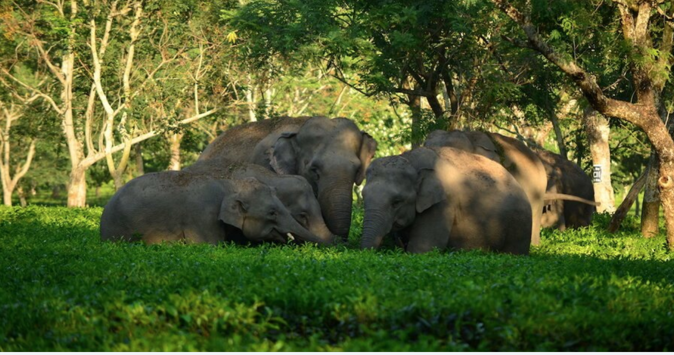 Elephant Friendly Tea