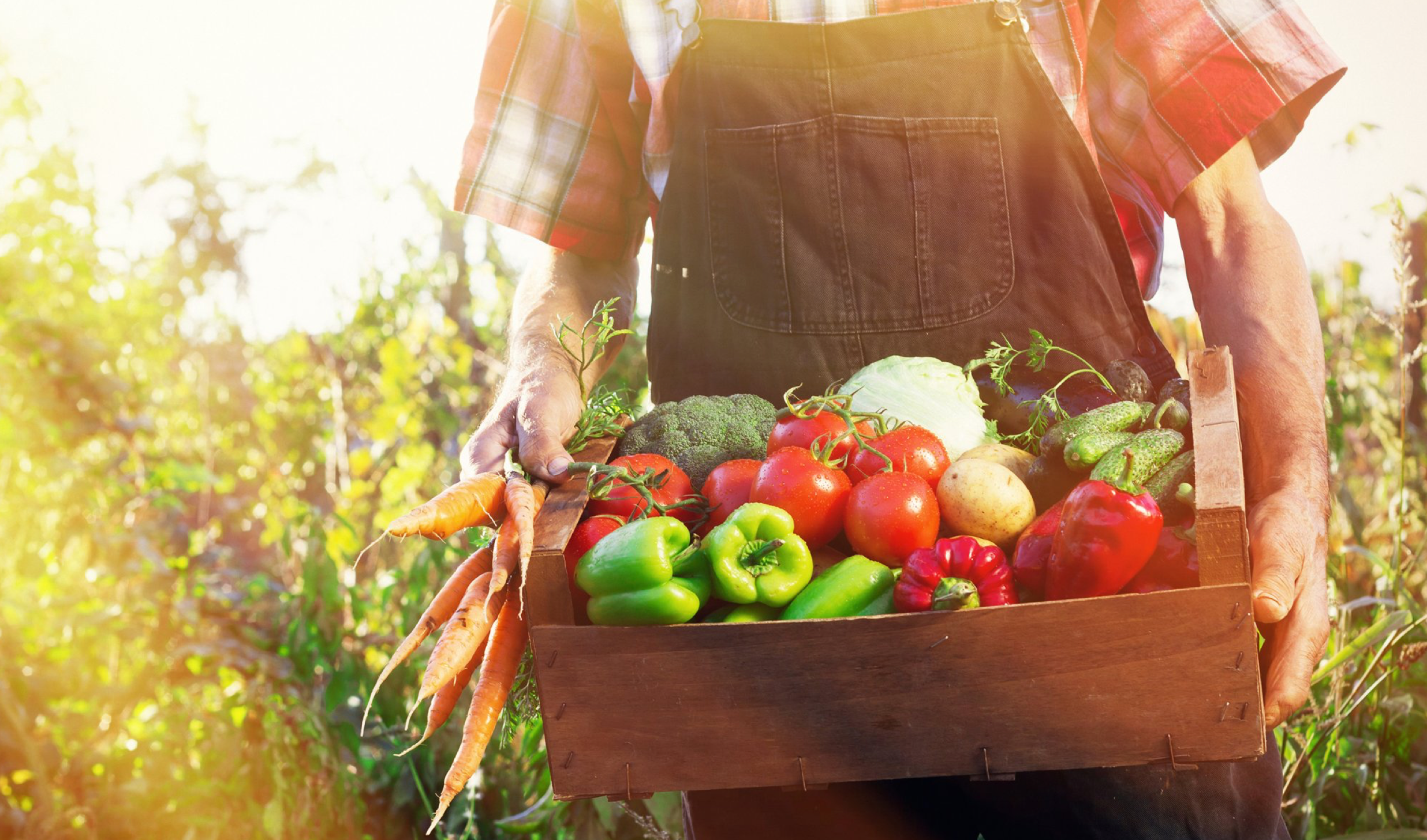 Доставать урожай. Овощи в ящике. Пожинать плоды. Пожинаем плоды своих трудов. Защити свой урожай.
