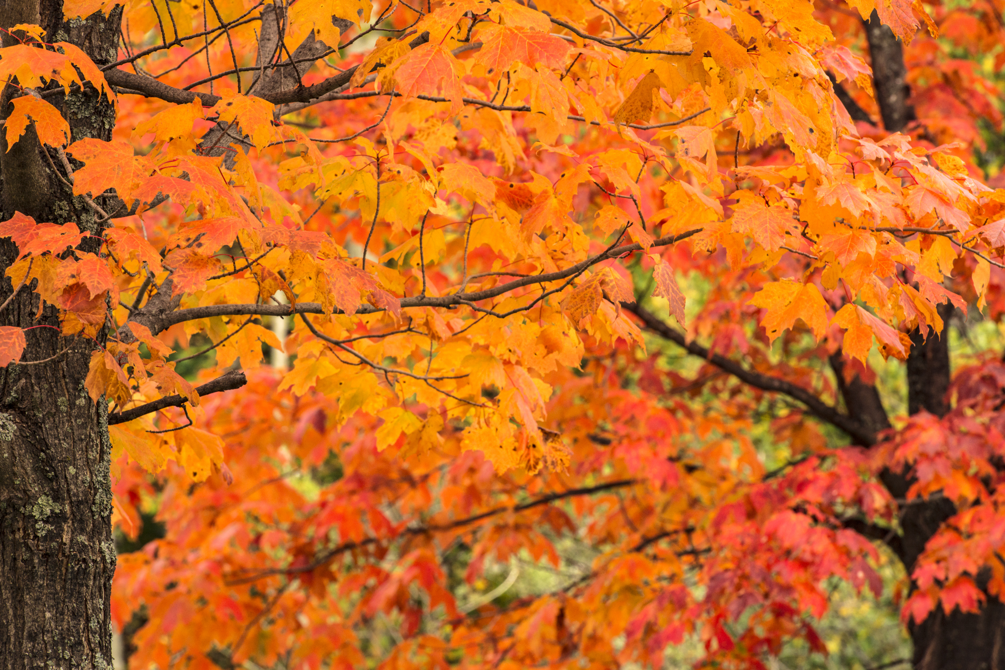 Fall-1.jpg