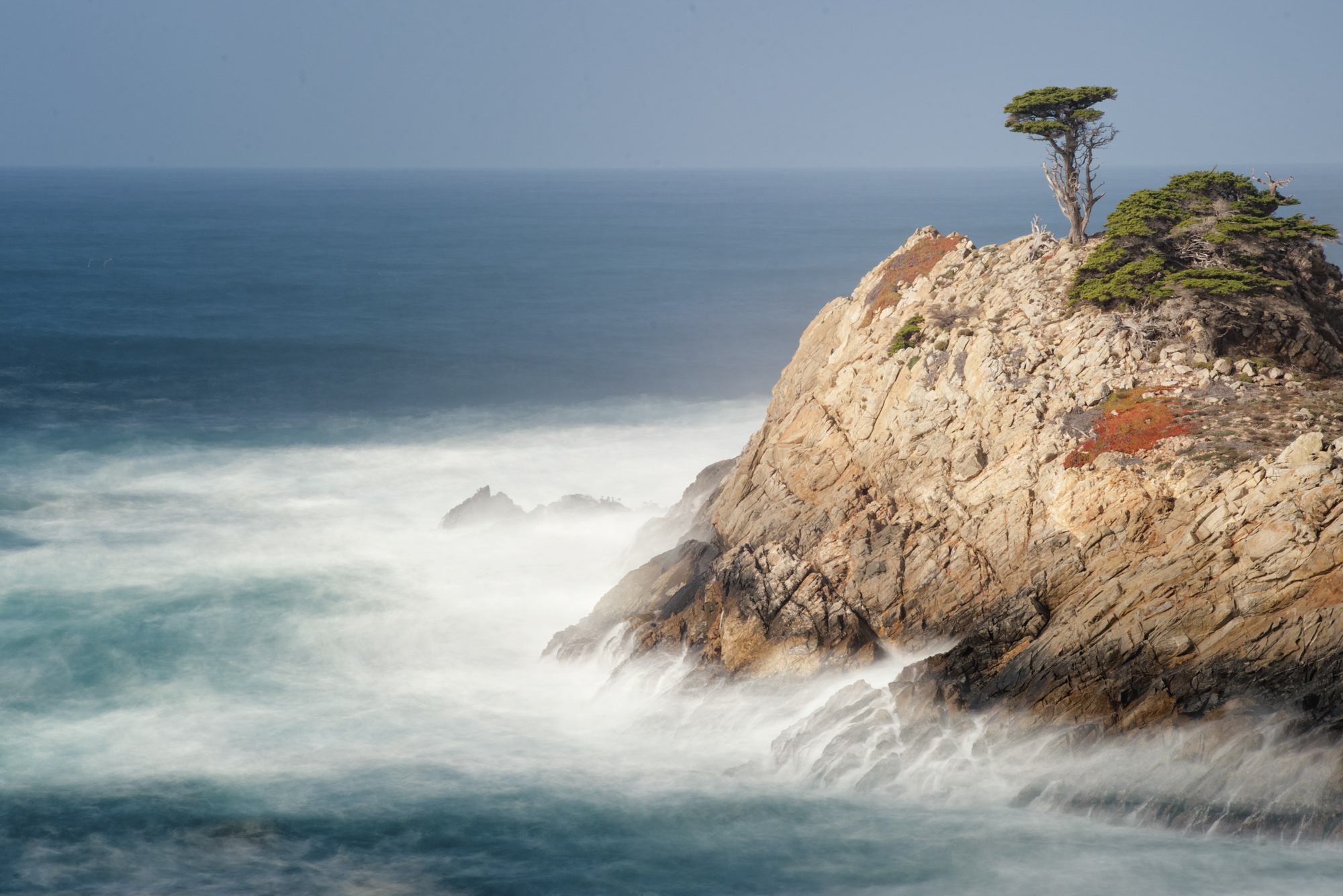Point Lobos cypress pinnacle.jpg