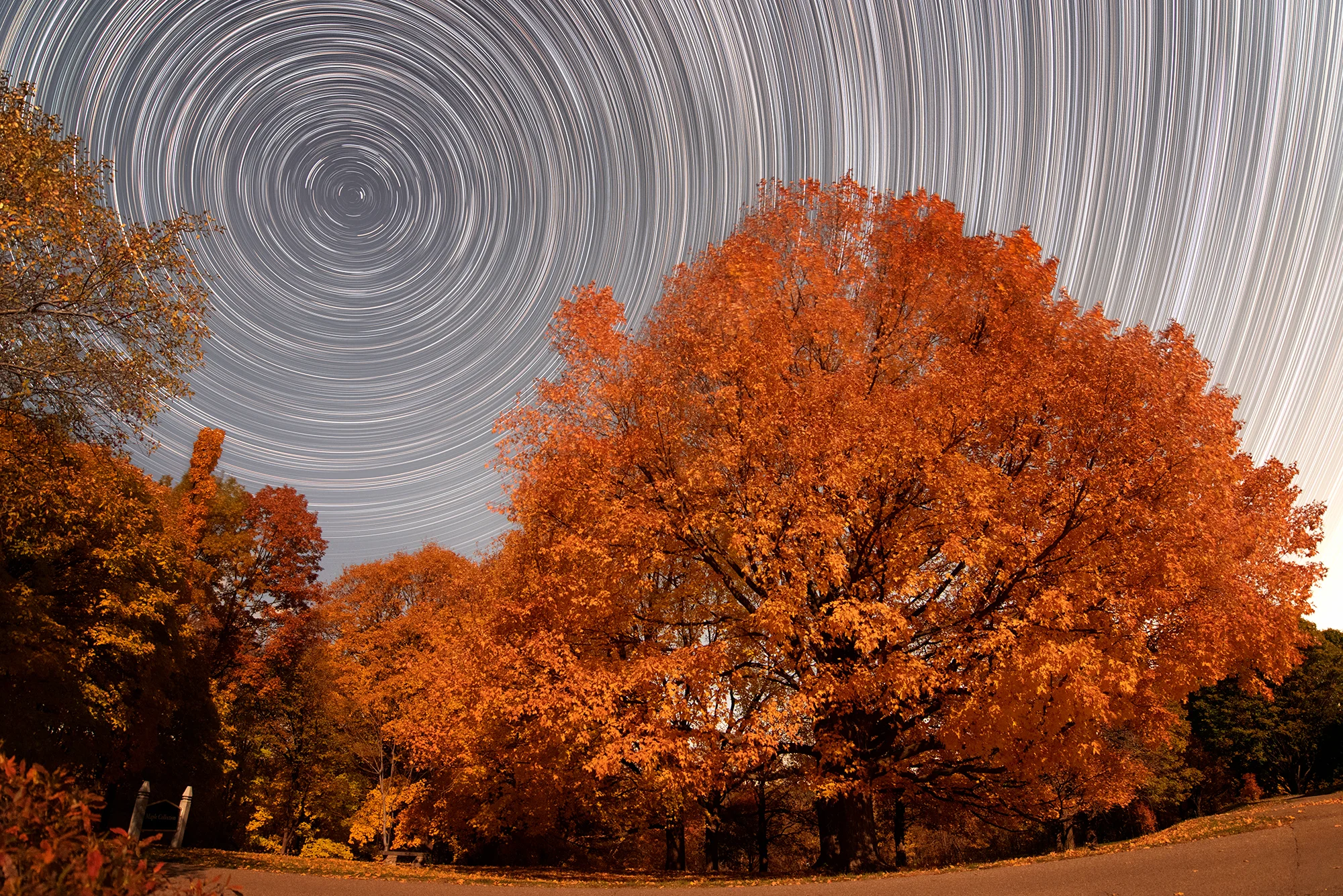 Starry Arb Night.jpg