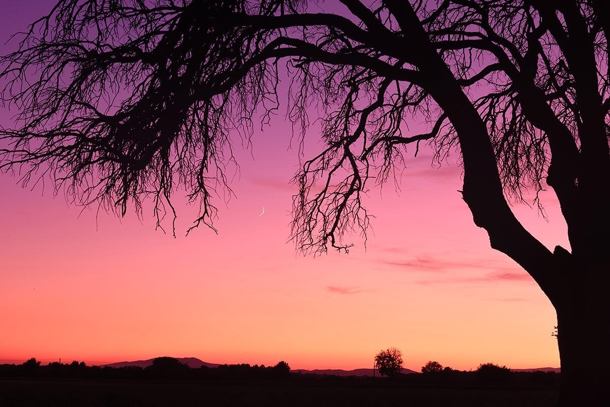 Crescent Moon en Provence &ndash; We caught sight of the setting crescent moon, nestled between the branches of this old oak tree as we were preparing for an evening of star trail photography in the lavender fields in Provence, France. As twilight de