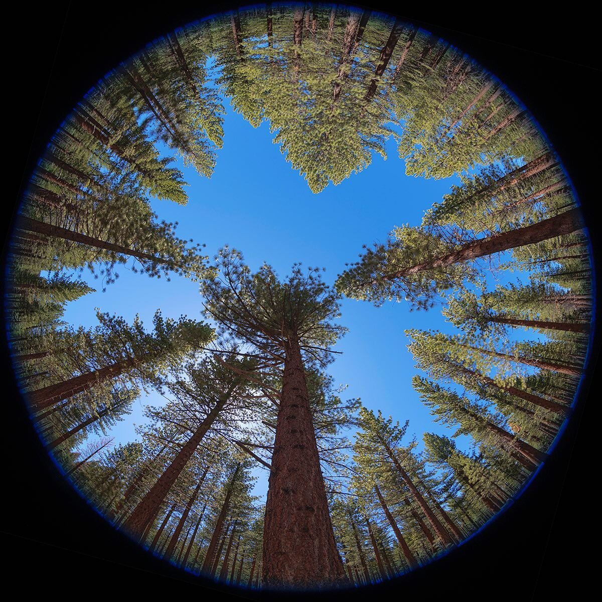 Hope you&rsquo;re able to get outside and enjoy some quality time amongst the trees.
.
,
.
.
.
#nature #trees #forest #wilderness #blueskies #explore #wander #wanderlust #travel #travelphotography #backpack #hike