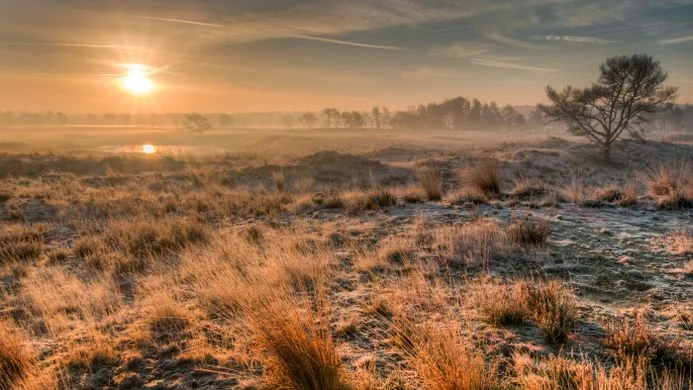 De Kalmthoutse Heide
