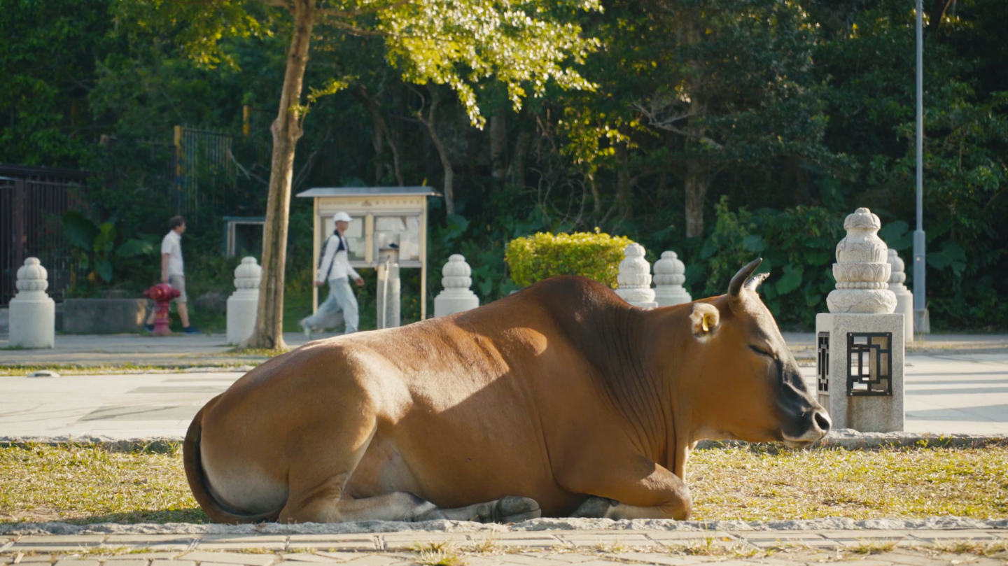 Filmstill «die Ordnung», 4.3 Zoll Display