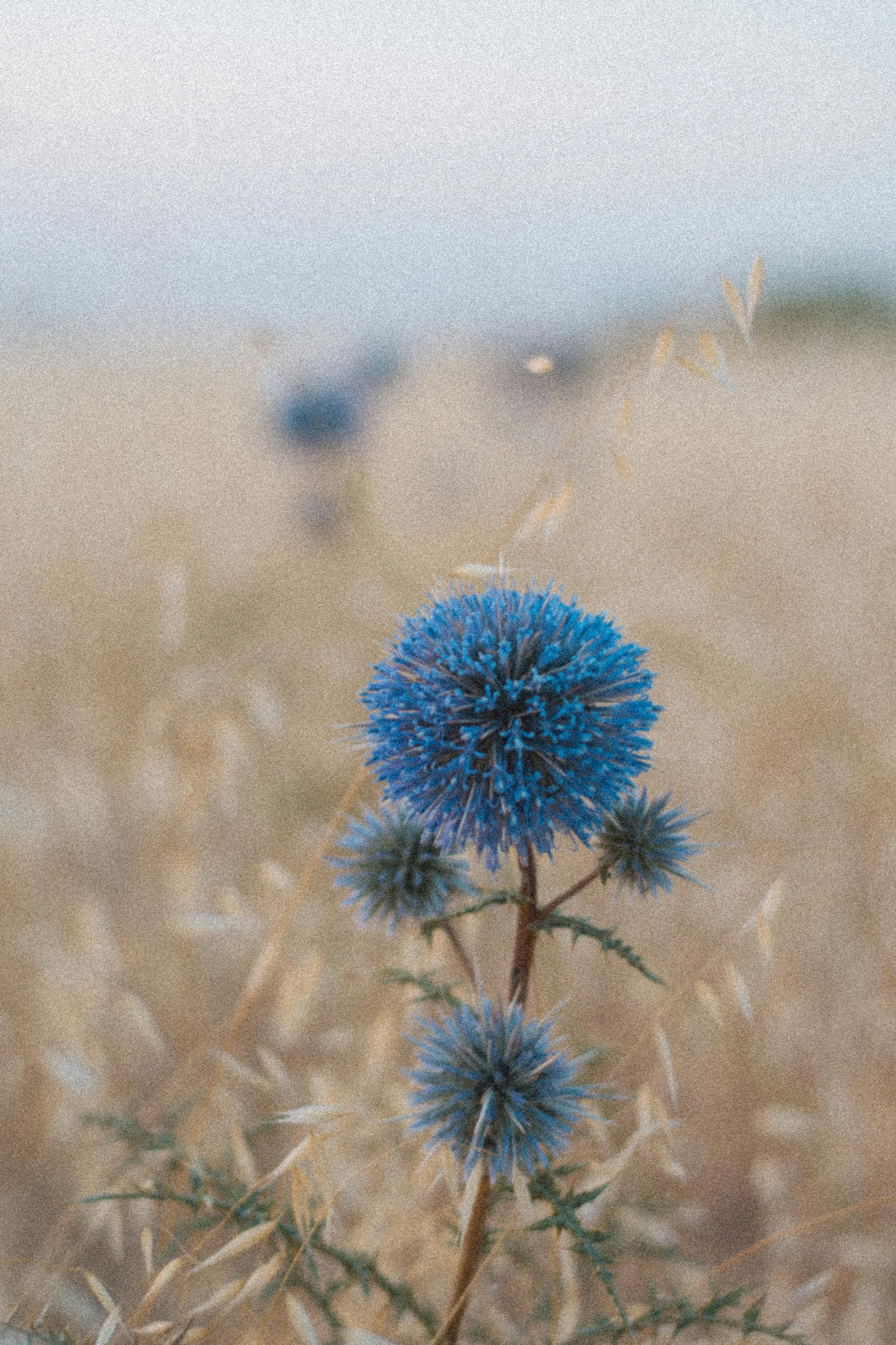 fleur bleue au milieu d'un champ de blé beige