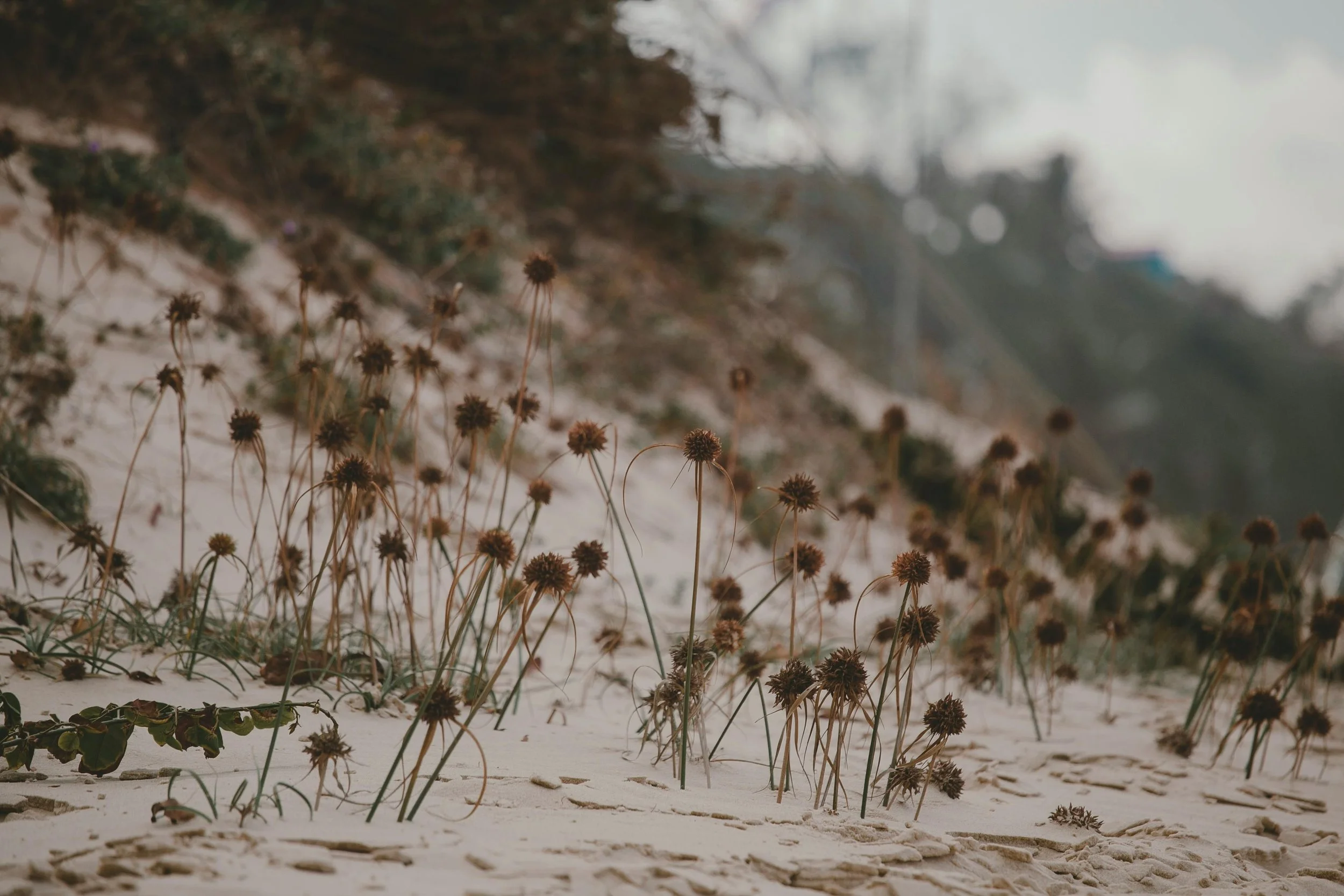 Petites fleurs brunes, par dizaines, qui poussent dans un sable très fin.