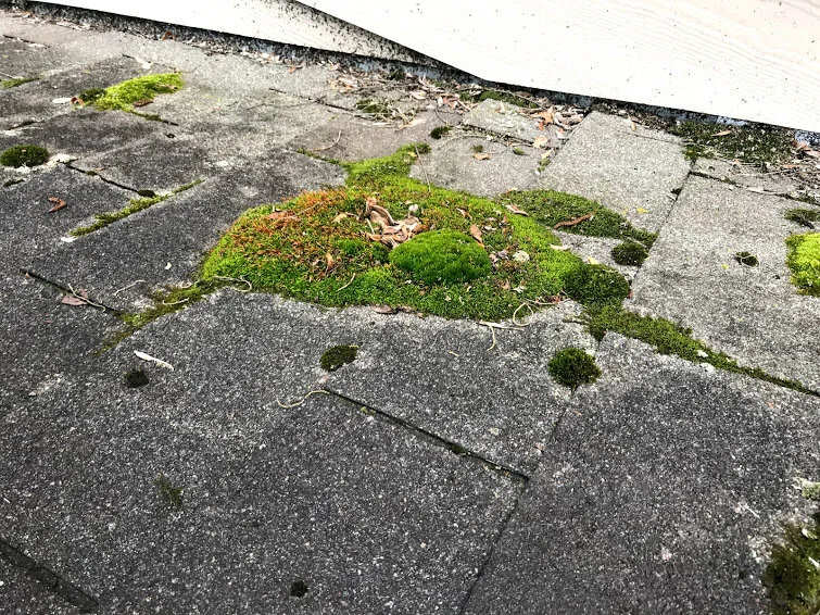 moss and hail on roof.jpg