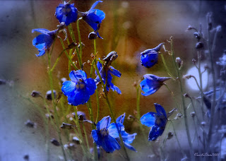 work.633424.8.flat550x550075f.summer-blues.jpg