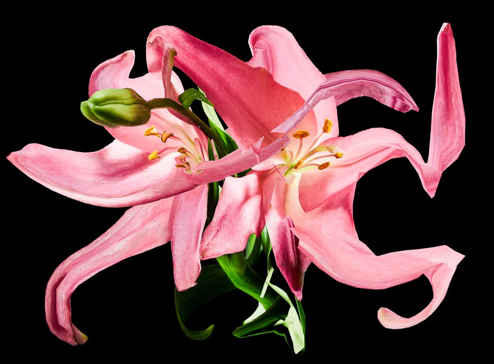 CHerry BLossom 1.jpg
