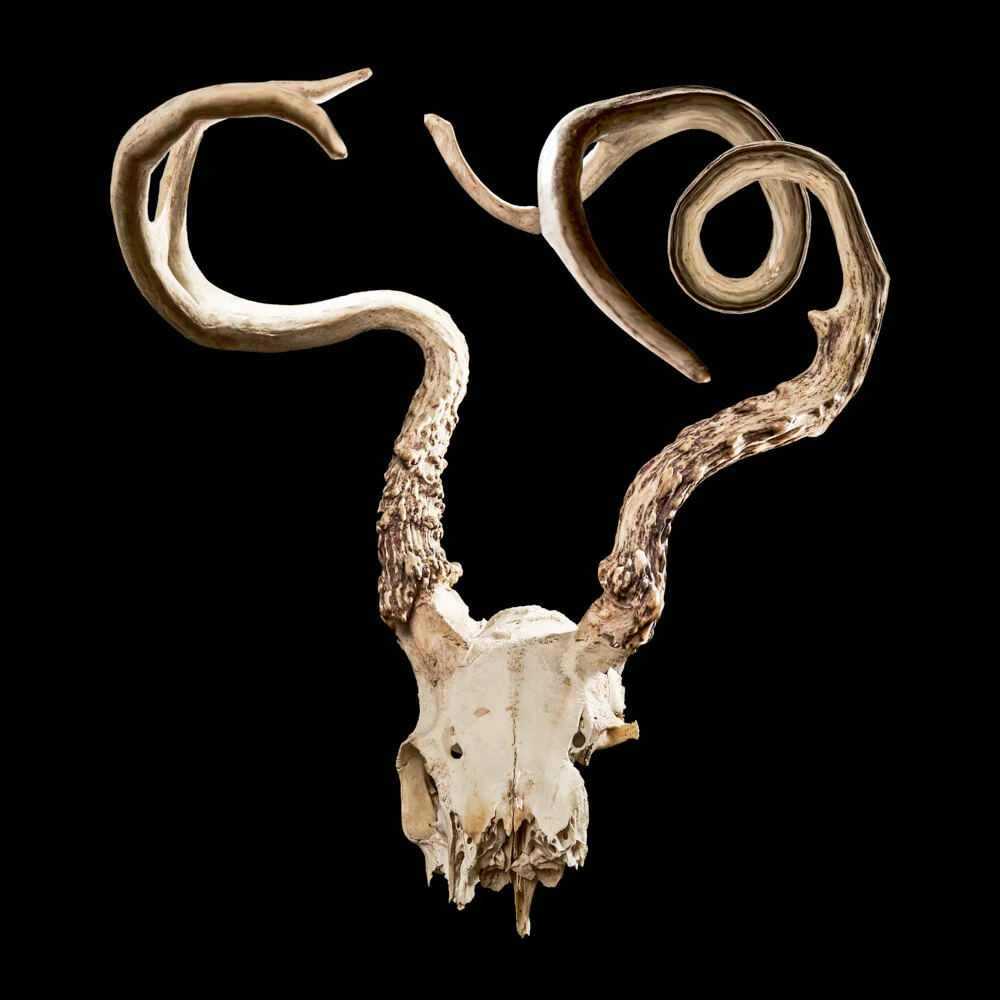 Skull 2.jpg