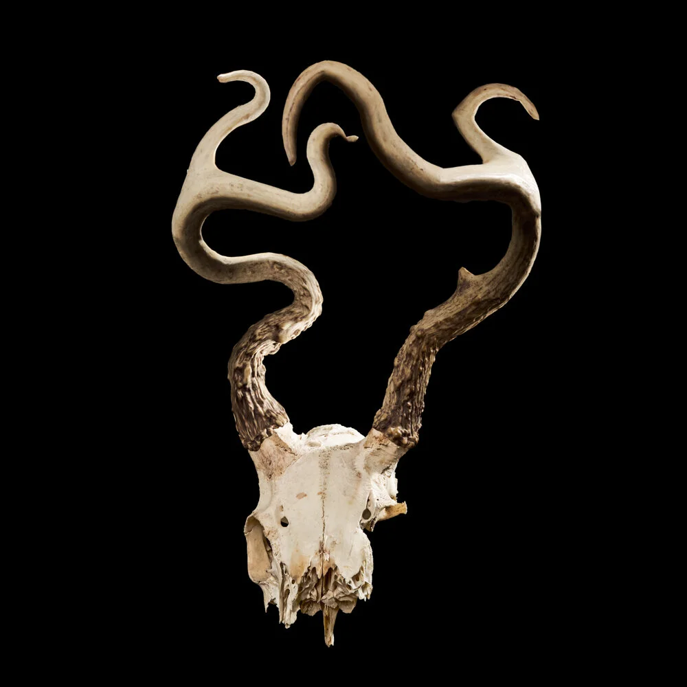 Skull 3.jpg