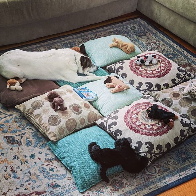 Lucy made beds for all her puppies. Scottie took advantage of her absence.