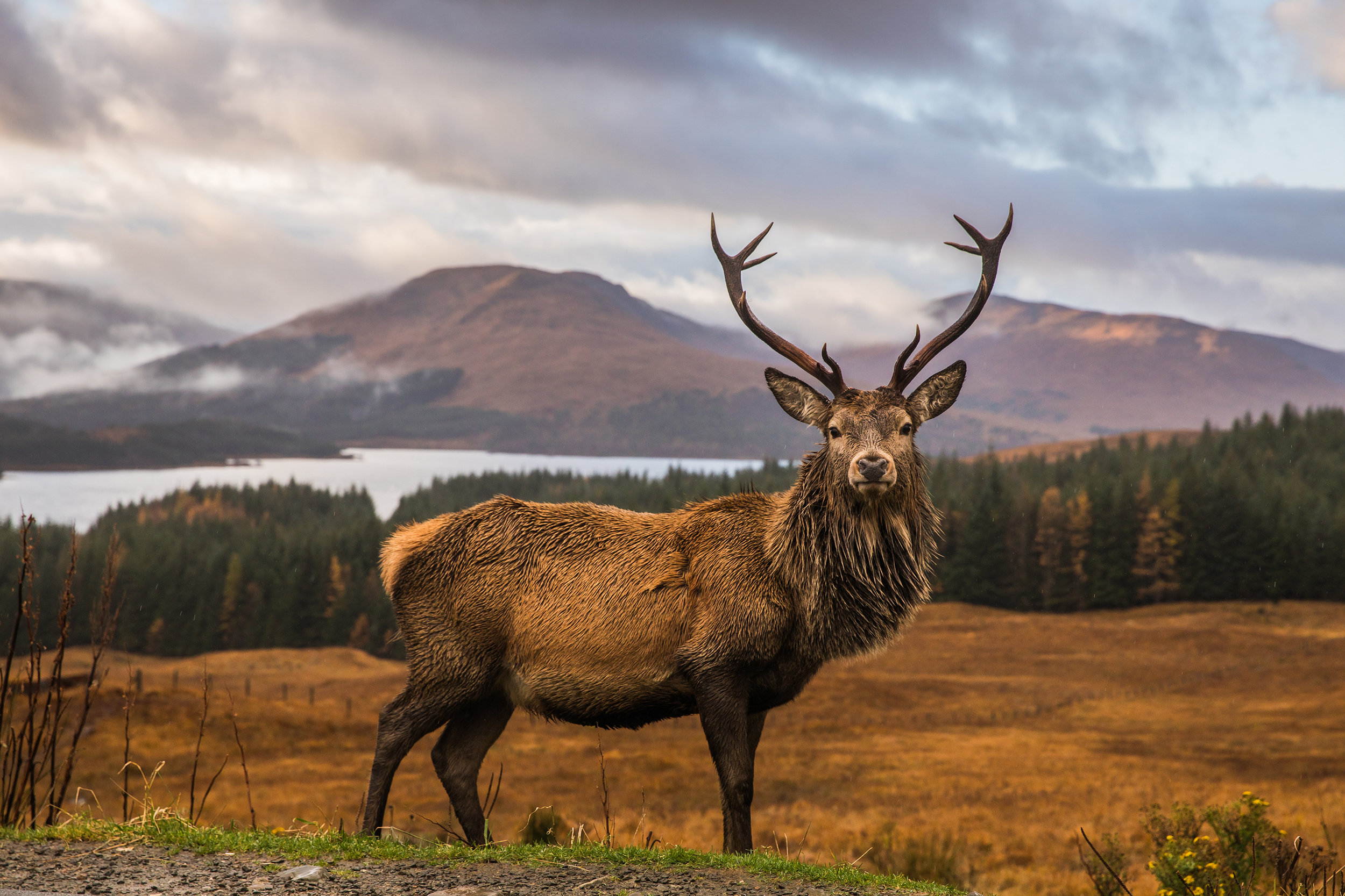 shutterstock_1080922088Small.jpg