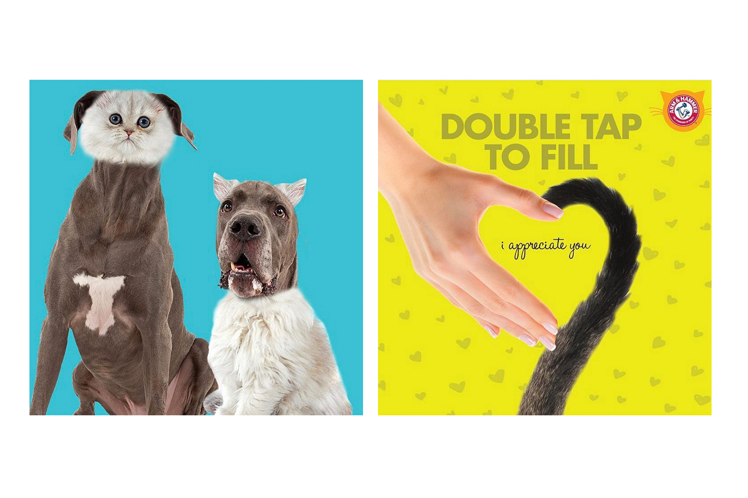 Arm &amp; Hammer - Cat Litter - Social Posts