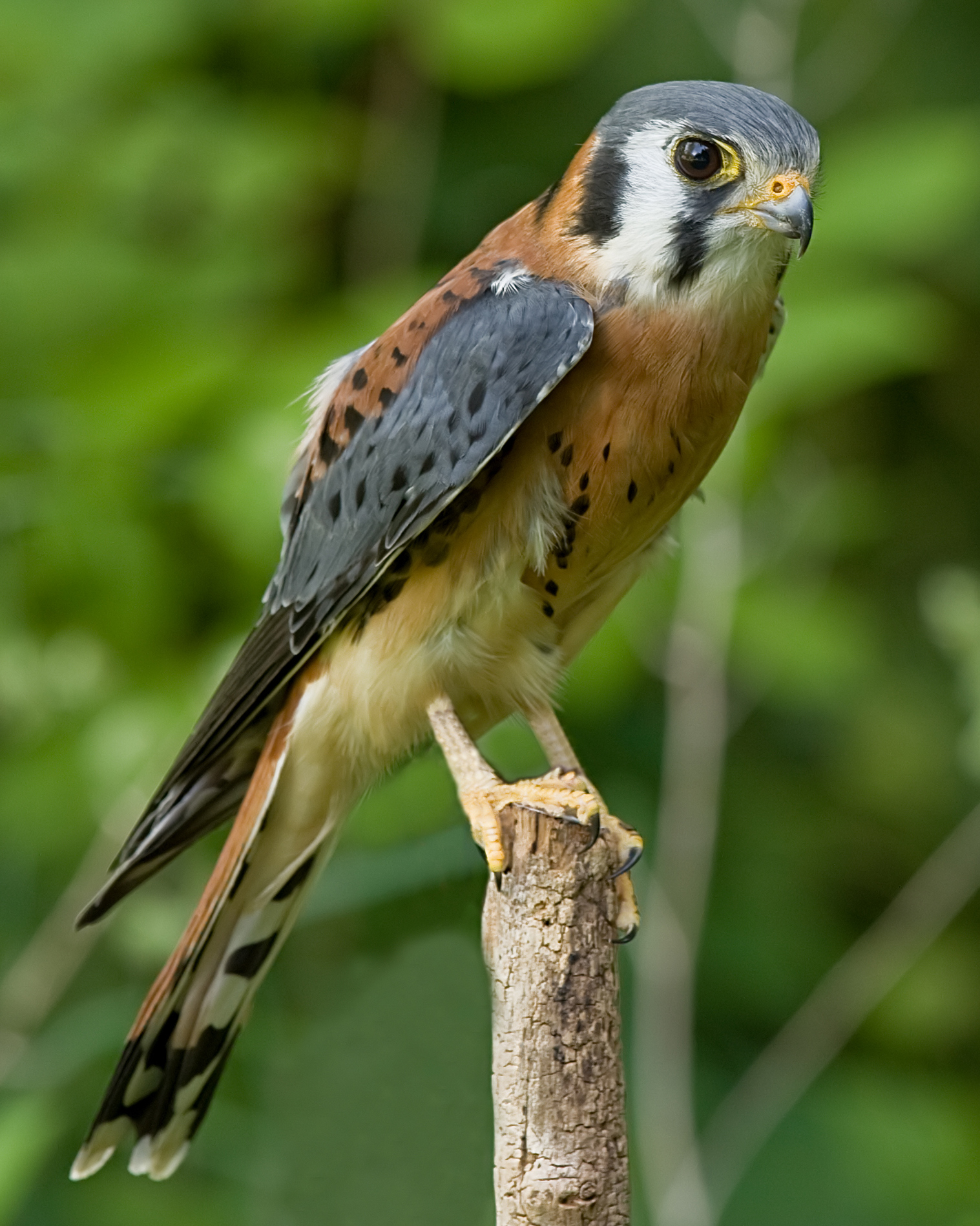 Birds of prey, masters of the skies