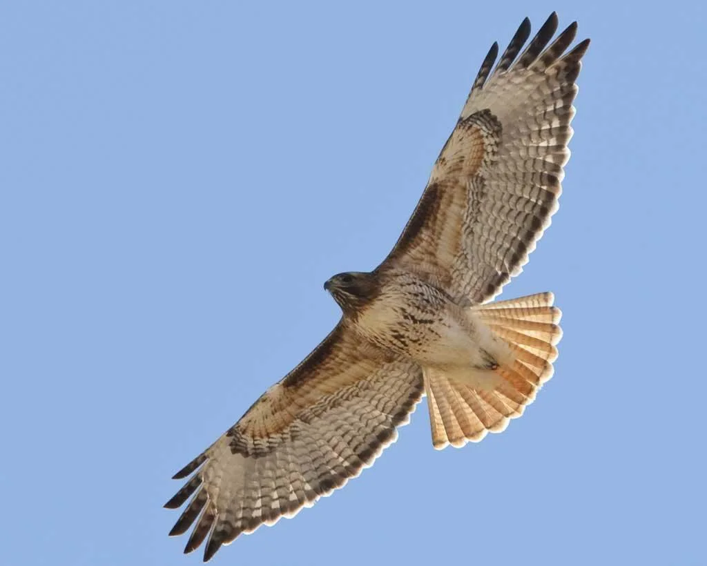 Red-tailed_Hawk_l07-52-061_l.jpg
