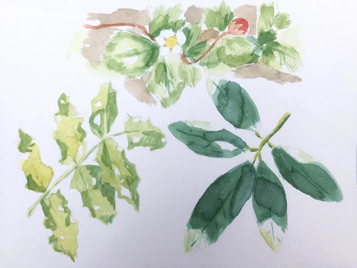 Botanical Art Class — Treesong Nature Awareness and Retreat Center
