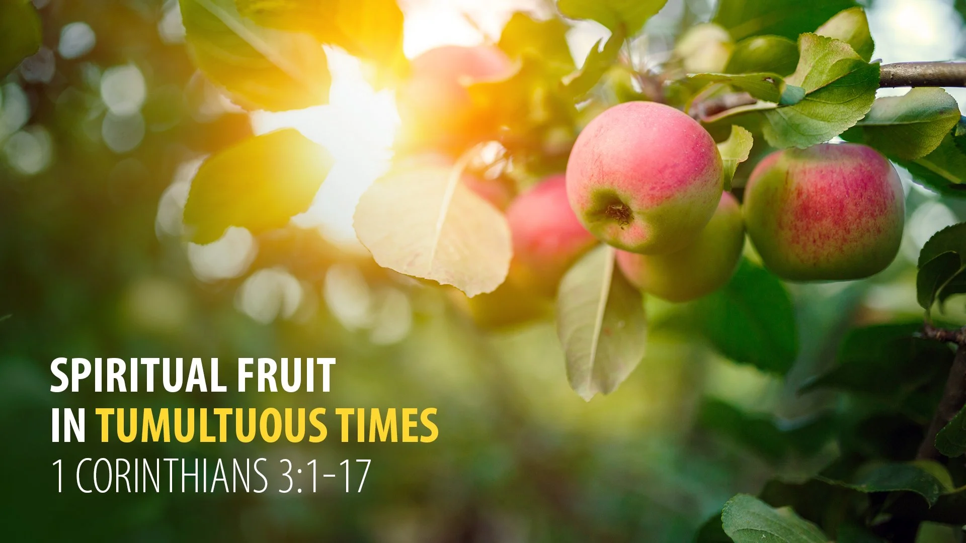 Spiritual Fruit in Tumultuous Times