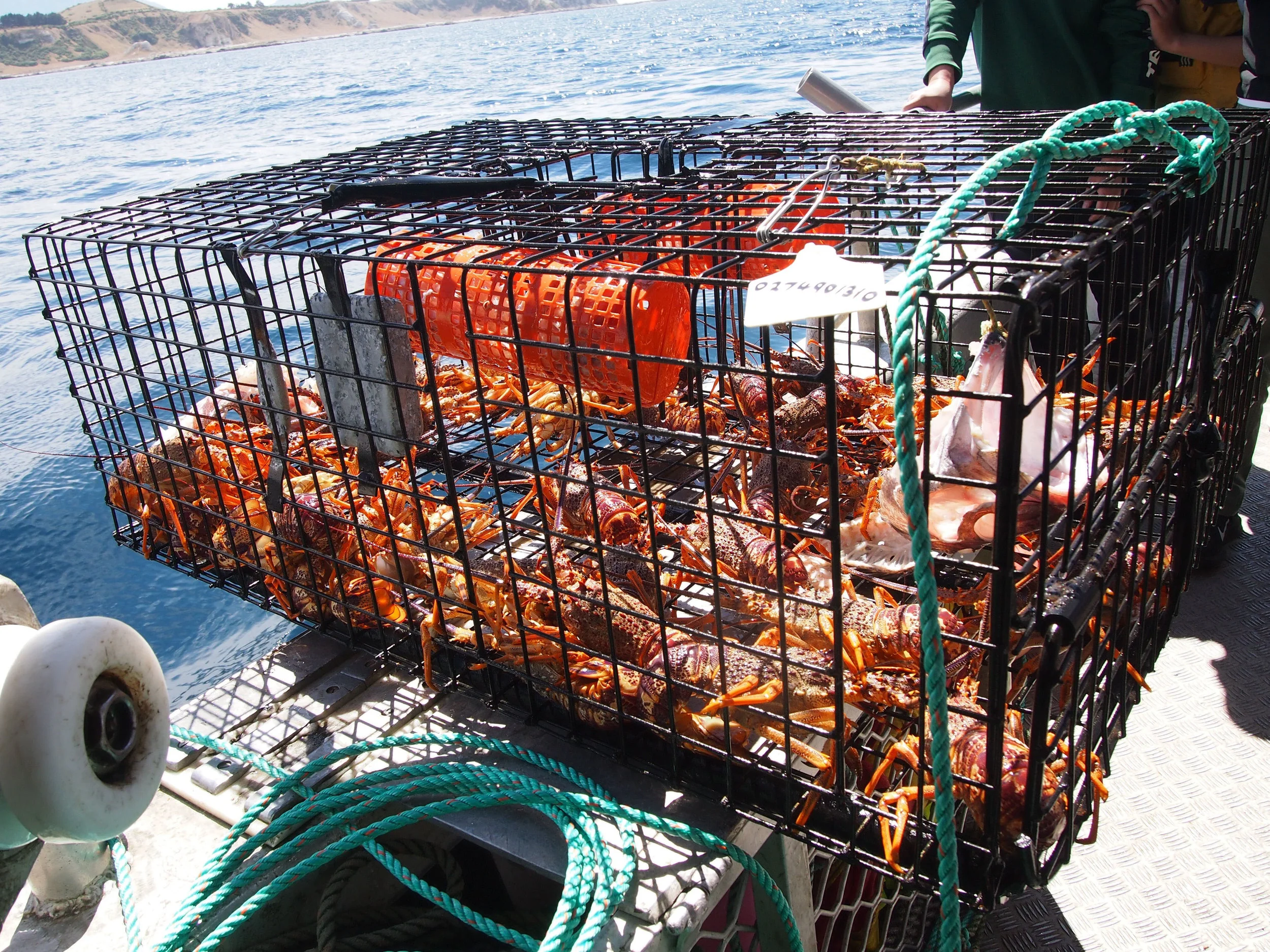 Gallery of Kaikoura Fishing Species Kaikoura Fishing Tours — Kaikoura