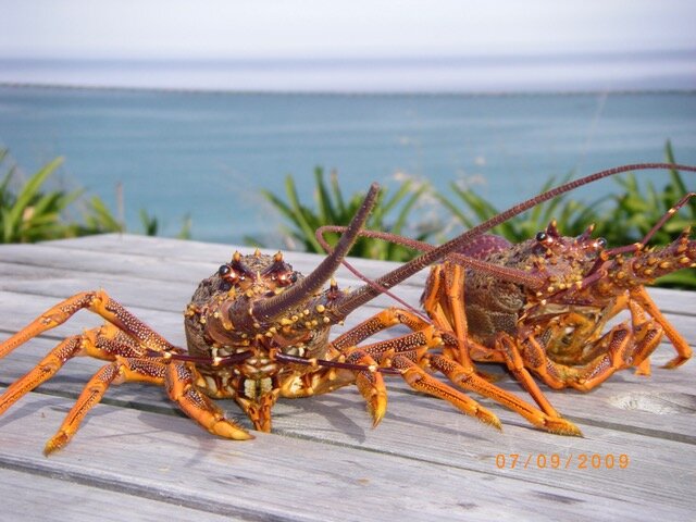 Crayfish