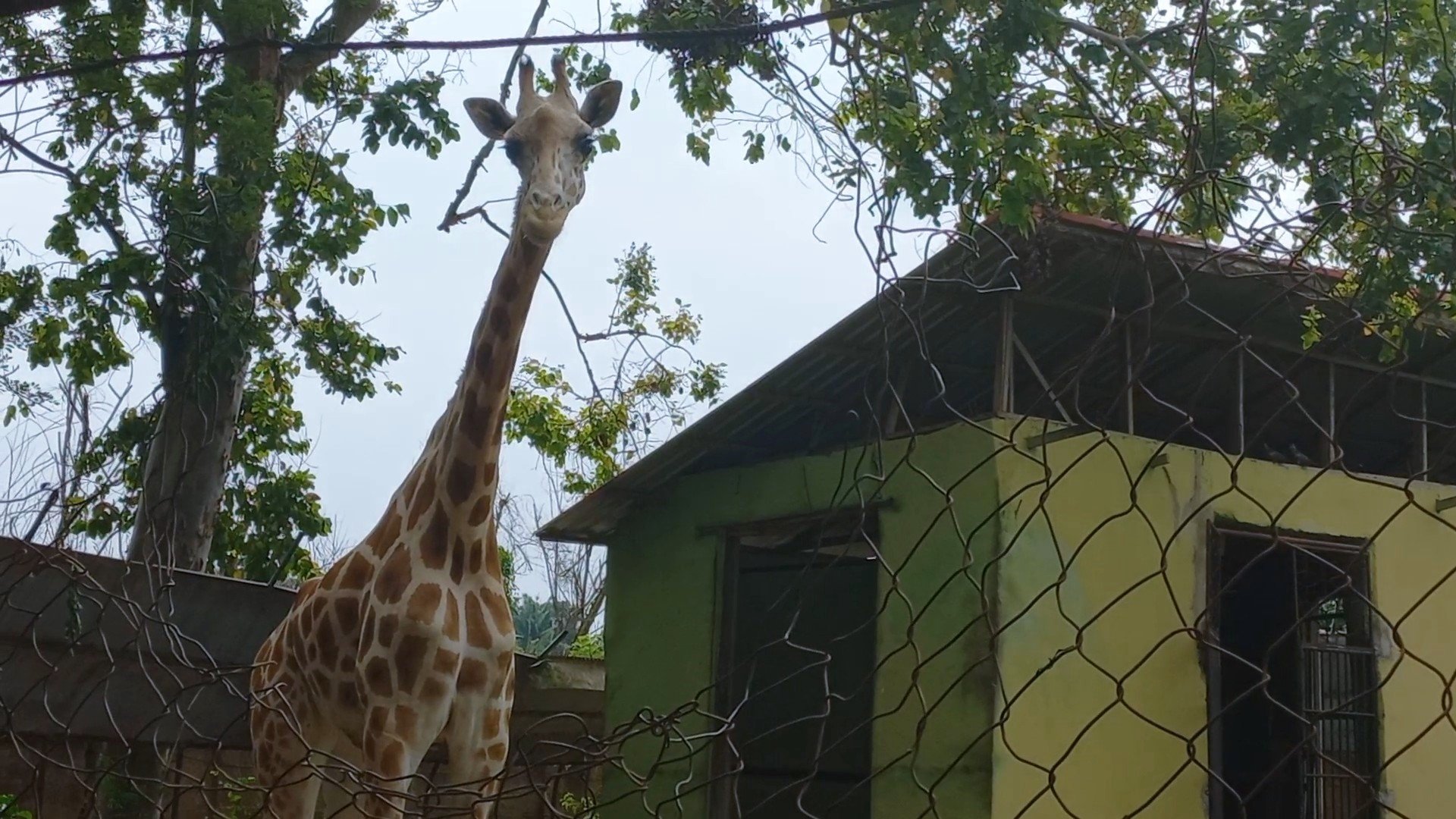  2nd graders took a WILD trip to the Zoological Gardens at the University of Ibadan! 